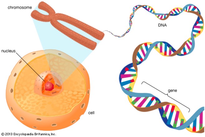 ADN trong nhân tế bào
