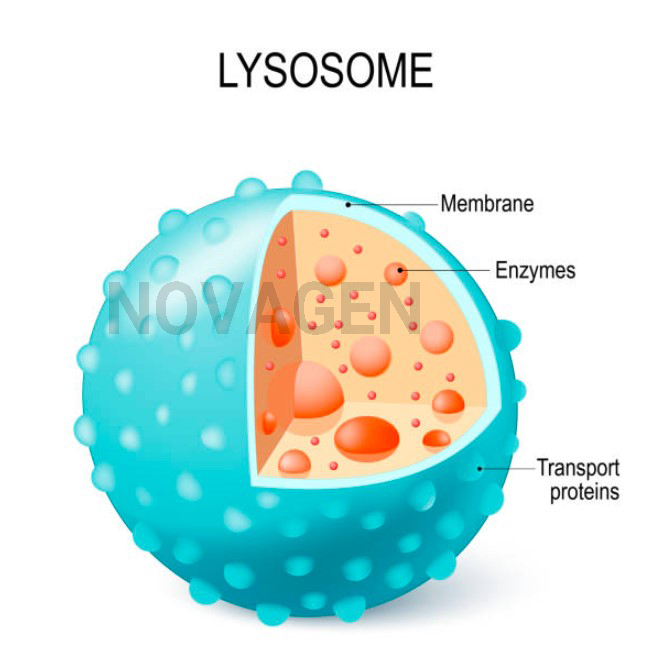 Tiêu thể - Lysosome