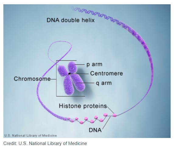 cấu trúc liên kết với protein histone