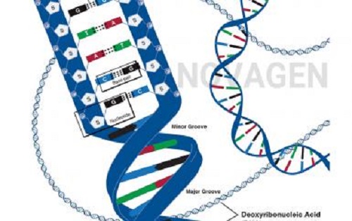 ADN là gì? – NOVAGEN