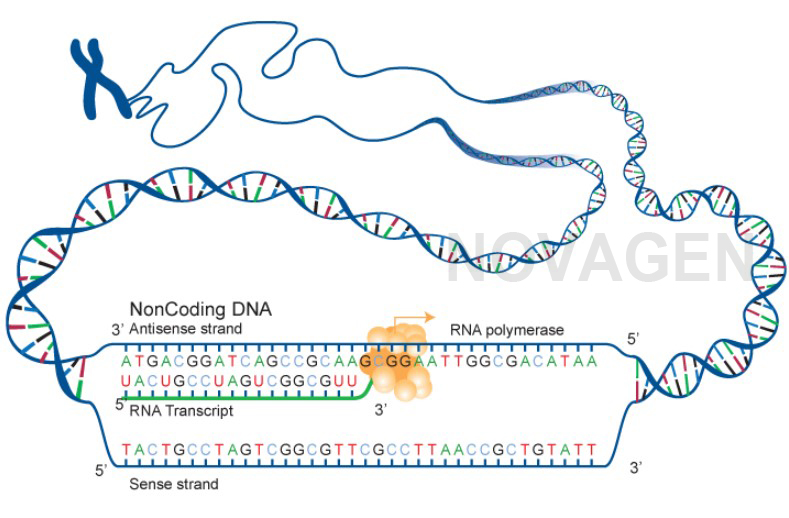trình tự ADN không mã hóa