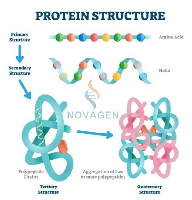 cấu trúc protein