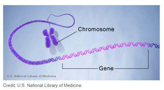 gen trên nhiễm sắc thể
