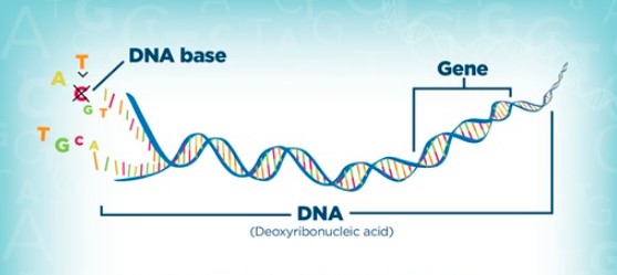 sản phẩm của gen là gì