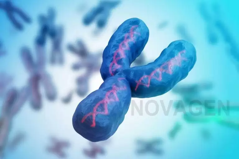 12 Sự Thật Về Nhiễm Sắc Thể Y
