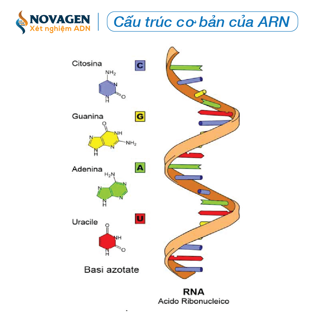 Cấu trúc ARN: Khám phá chi tiết về Axit Ribonucleic và vai trò của nó