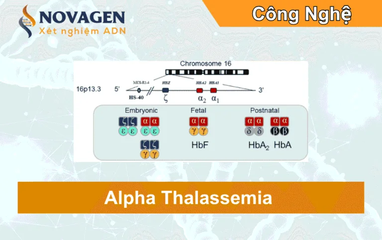 Tổng Quan Về Bệnh Alpha Thalassemia – Đặc Điểm Di Truyền và Cách Nhận Biết