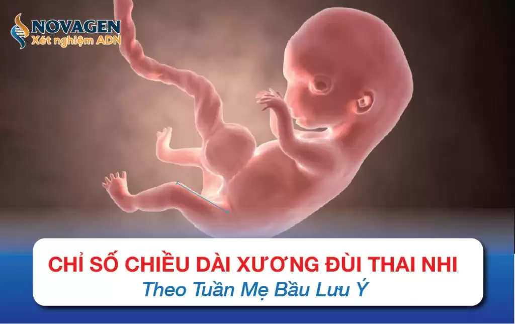 Chỉ Số Chiều Dài Xương Đùi Thai Nhi Theo Tuần Mẹ Bầu Lưu Ý