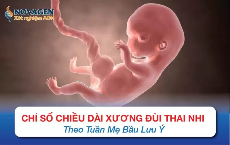 Chỉ Số Chiều Dài Xương Đùi Thai Nhi Theo Tuần Mẹ Bầu Lưu Ý