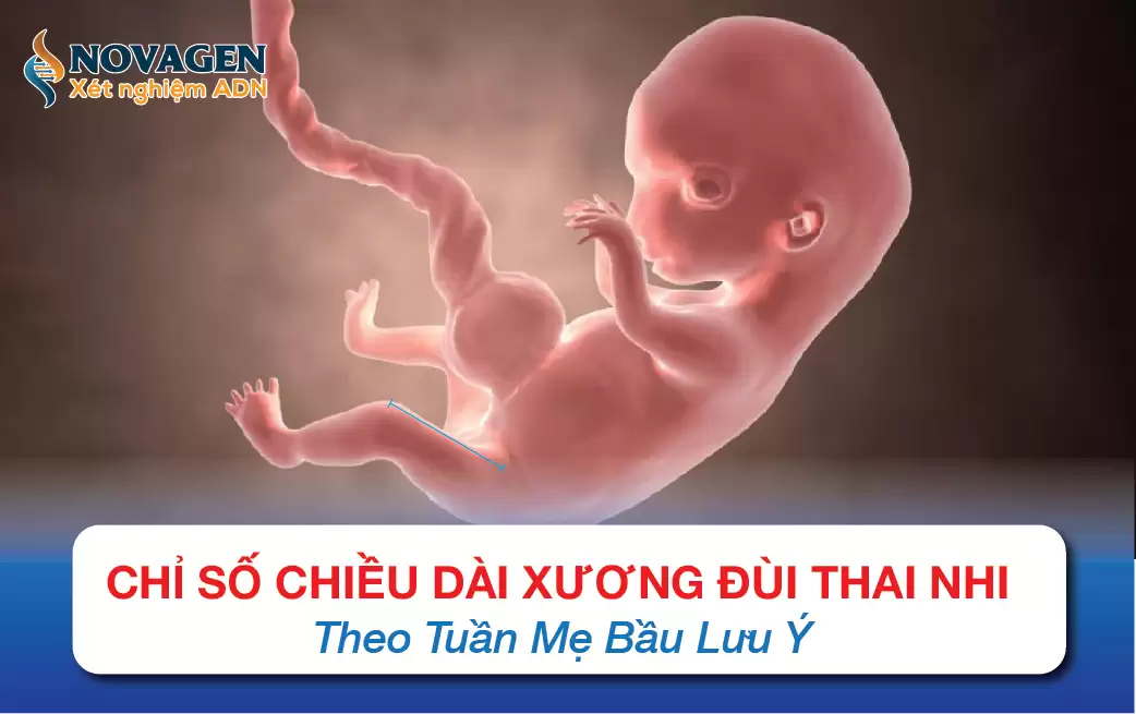 Chỉ Số Chiều Dài Xương Đùi Thai Nhi Theo Tuần Mẹ Bầu Lưu Ý