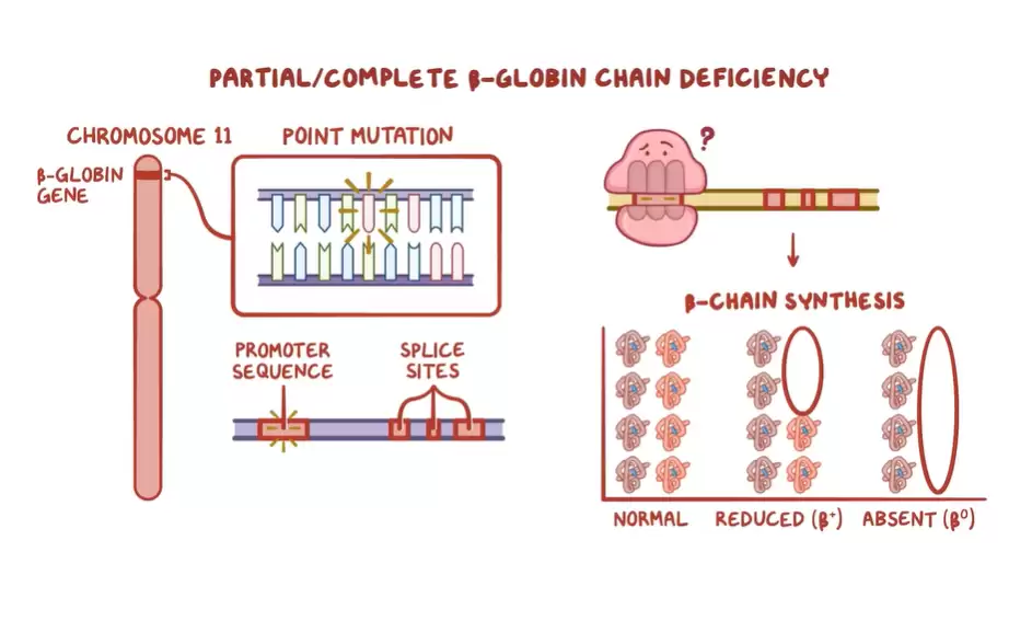 Xét Nghiệm Gen Di Truyền HBB Gây Bệnh Beta Thalassemia