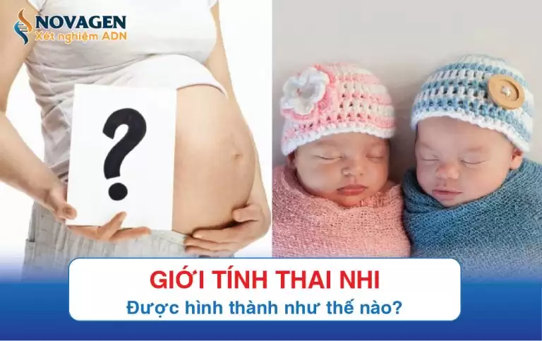 Giới Tính Thai Nhi Được Hình Thành Như Thế Nào?