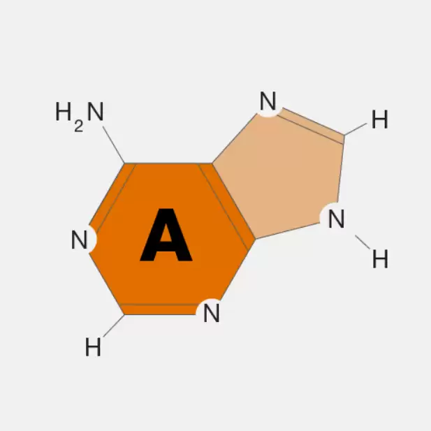 Adenine Là Gì?