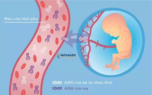 ADN Tự Do Là Gì? ADN Tự Do Là Gì?