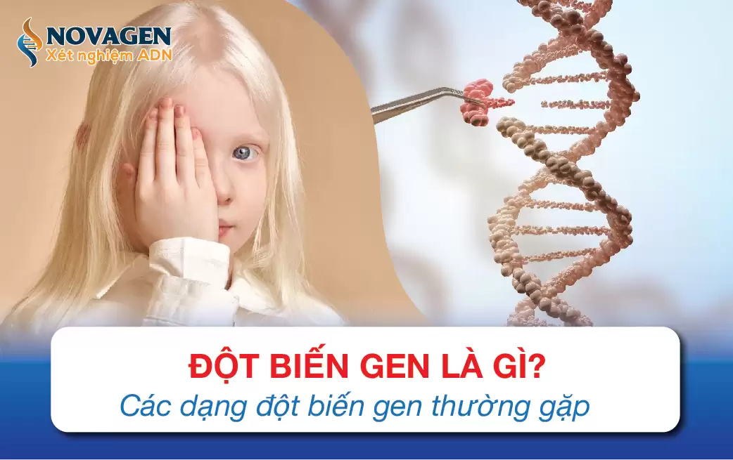 Đột Biến Gen Là Gì? Các Dạng Đột Biến Gen Thường Gặp