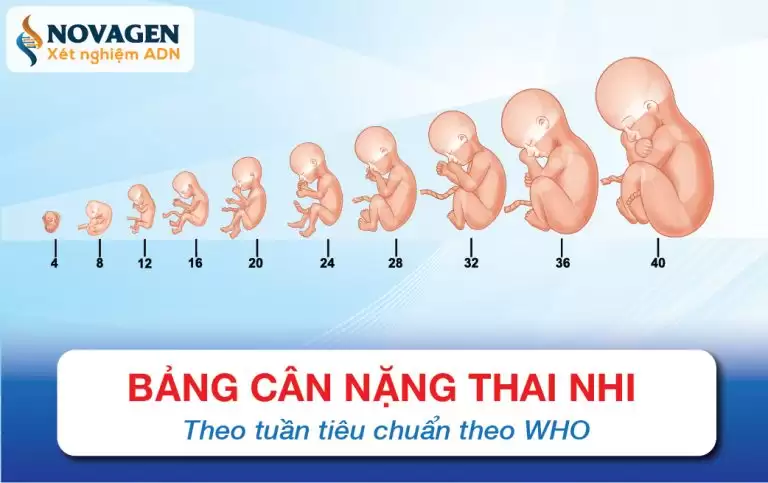 Cân Nặng Và Chiều Dài Thai Nhi Từng Tuần Theo Tiêu Chuẩn WHO