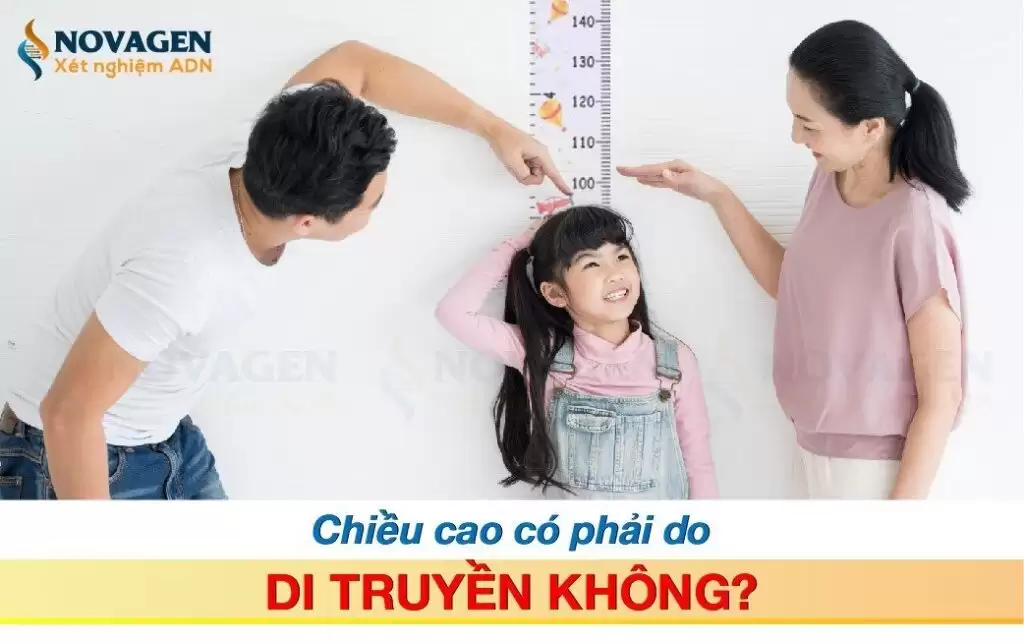 Chiều Cao Có Phải Do Di Truyền?