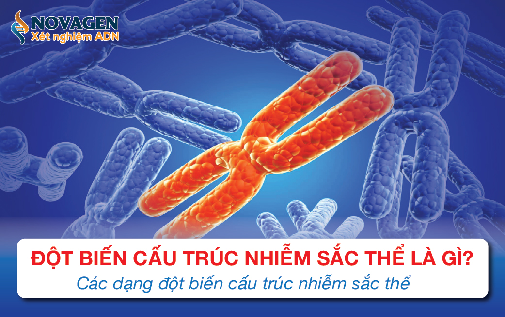 Đột Biến Cấu Trúc Nhiễm Sắc Thể Là Gì? Các Dạng Đột Biến Cấu Trúc Nhiễm Sắc Thể