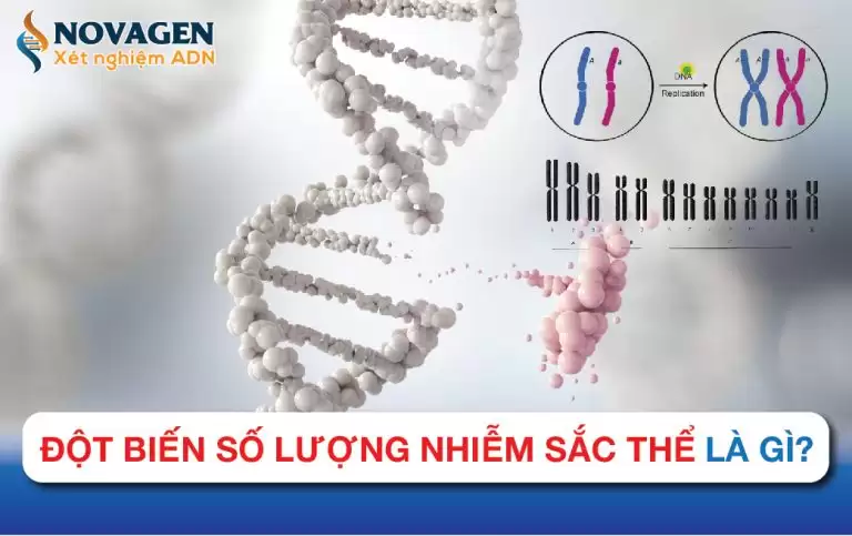 Đột Biến Số Lượng Nhiễm Sắc Thể Là Gì?