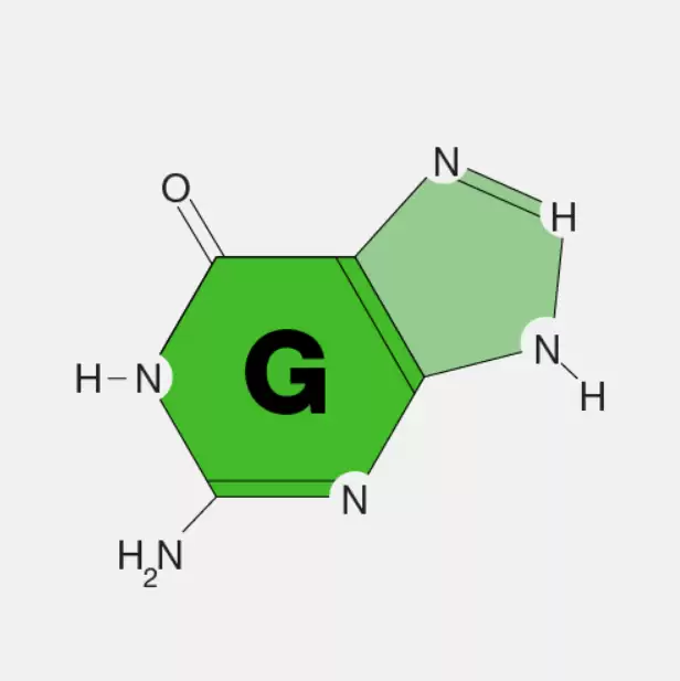Guanine Là Gì?