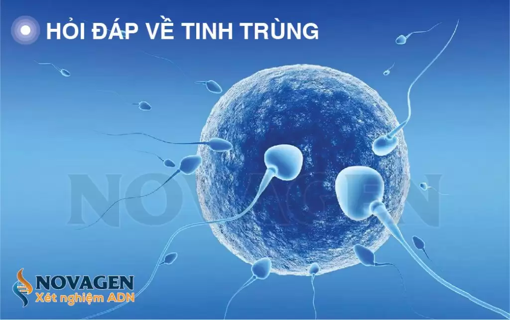 Hỏi Đáp Về Tinh Trùng