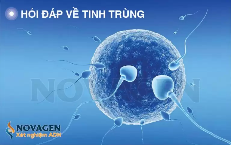 Hỏi Đáp Về Tinh Trùng