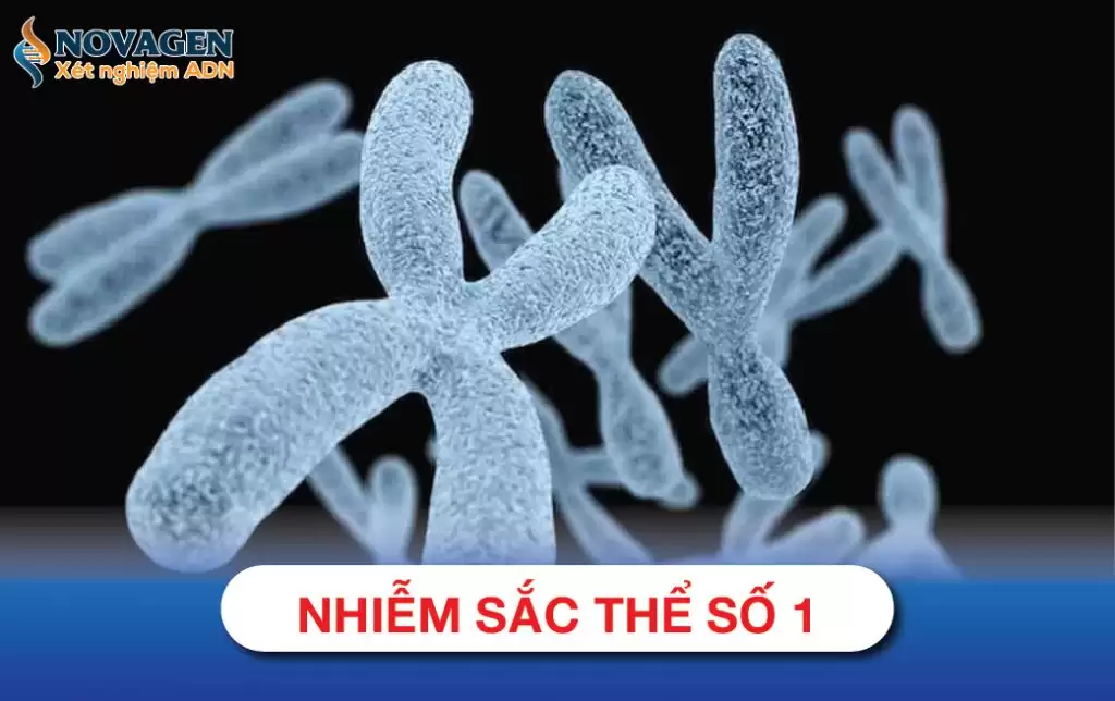 Nhiễm Sắc Thể Số 1