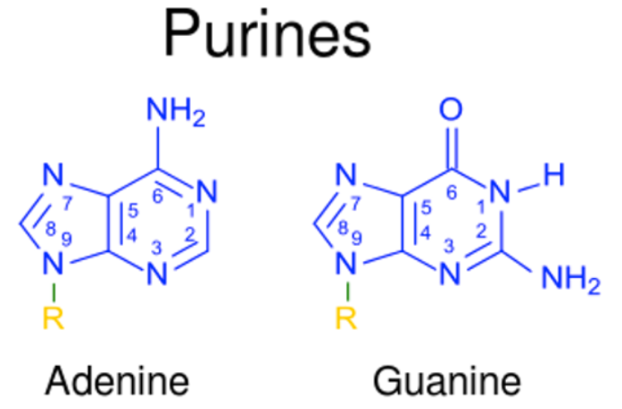 Purine Là Gì?