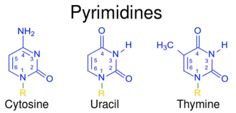 Pyrimidine Là Gì?