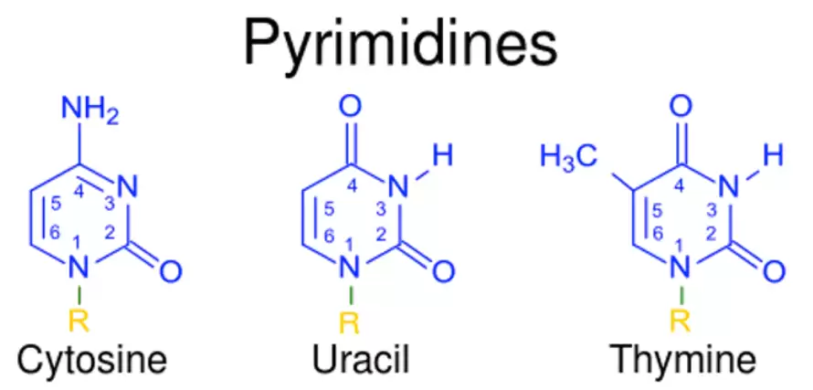 Pyrimidine là gì? Pyrimidine là gì?