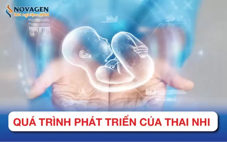 Quá Trình Hình Thành Và Phát Triển Của Thai Nhi
