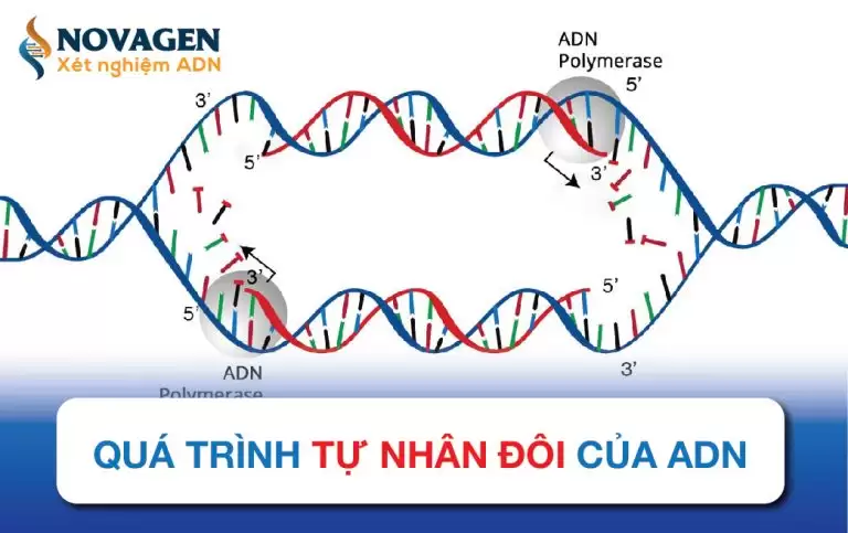 Quá Trình Tự Nhân Đôi Của ADN