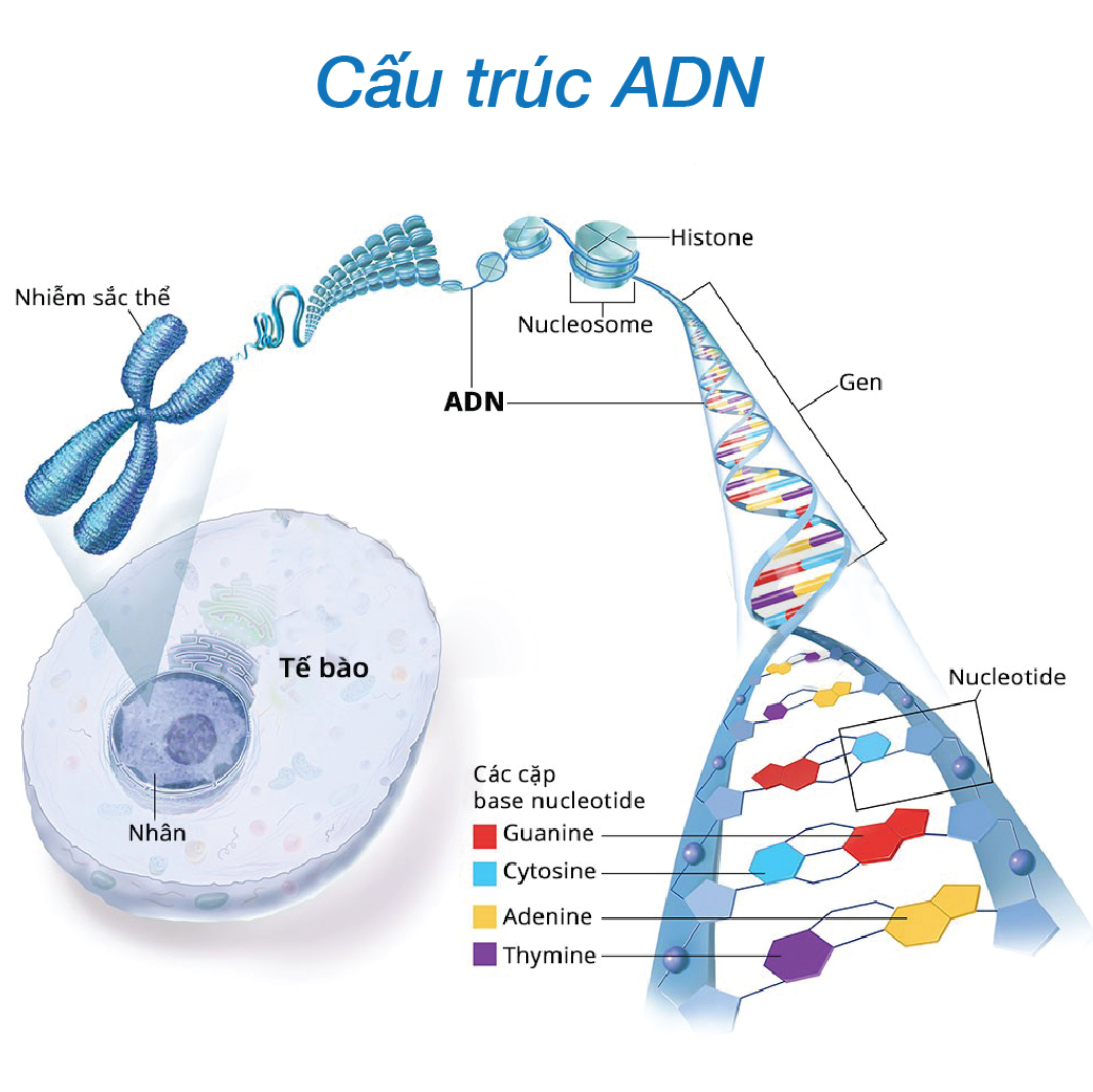 Trong quá trình nhân đôi của phân tử ADN: Khám phá chi tiết và sâu sắc