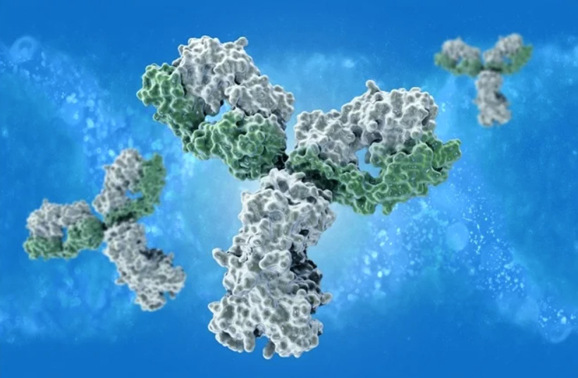 Sự Khác Biệt Giữa Epitope Và Paratope