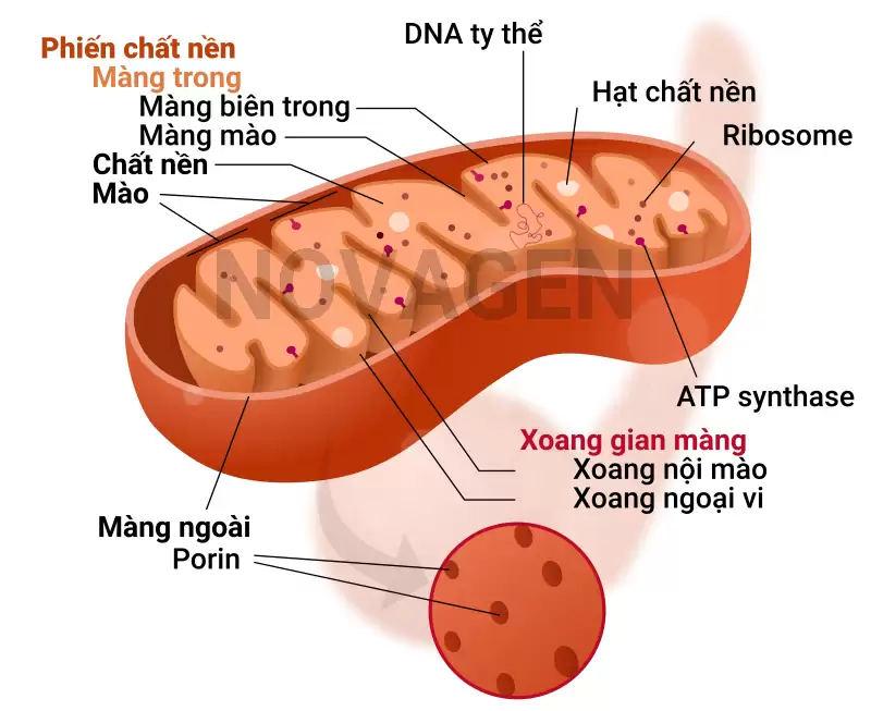 Tế bào là gì? Thành phần cấu tạo và chức năng của tế bào?