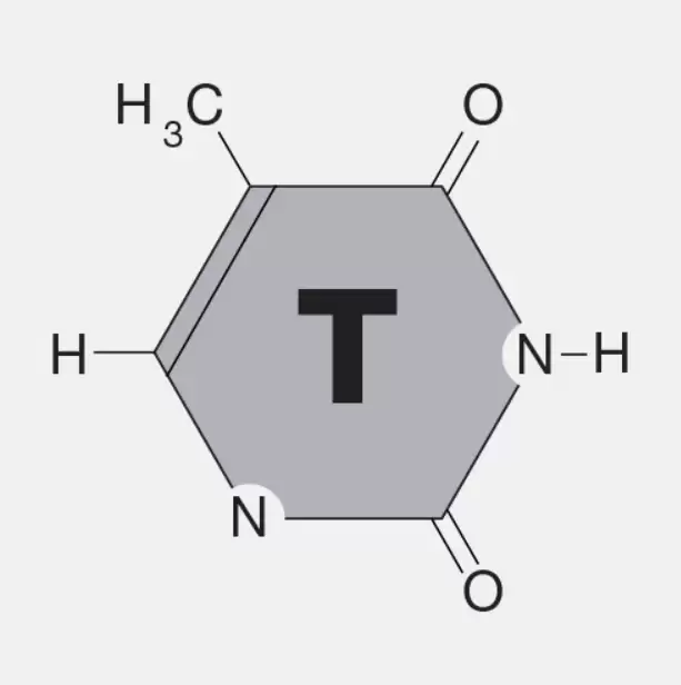 Thymine Là Gì?