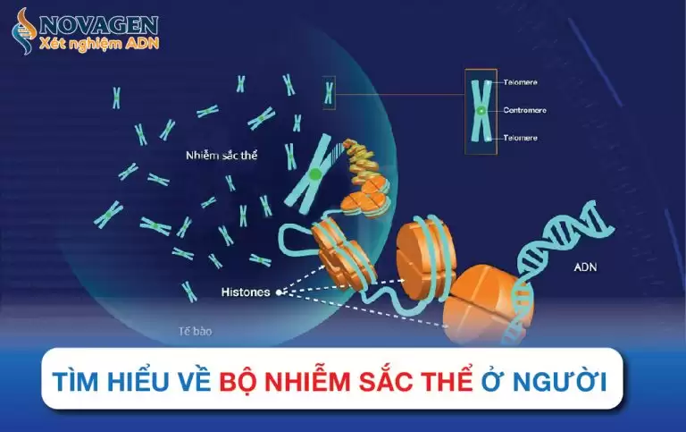 Tìm Hiểu Về Bộ Nhiễm Sắc Thể Ở Người