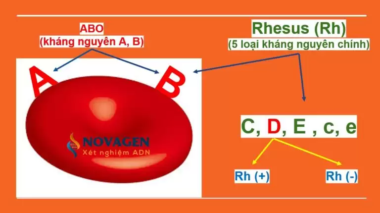 Tổng Quan Nhóm Máu Rh Và Những Lưu Ý Với Mẹ Bầu Có Nhóm Máu Rh Âm Tính