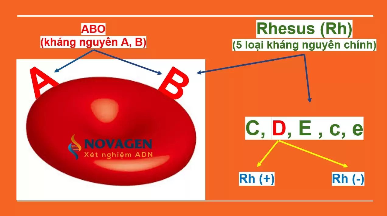 Tổng Quan Nhóm Máu Rh Và Những Lưu Ý Với Mẹ Bầu Có Nhóm Máu Rh Âm Tính