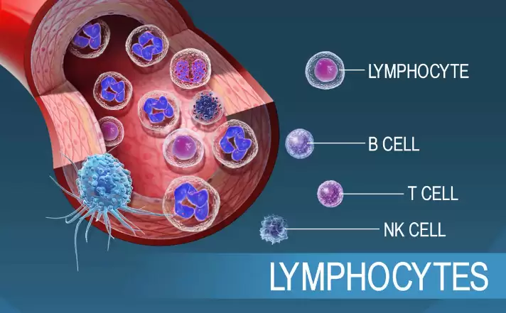 Tổng Quan Tế Bào Lympho (Lymphocytes)