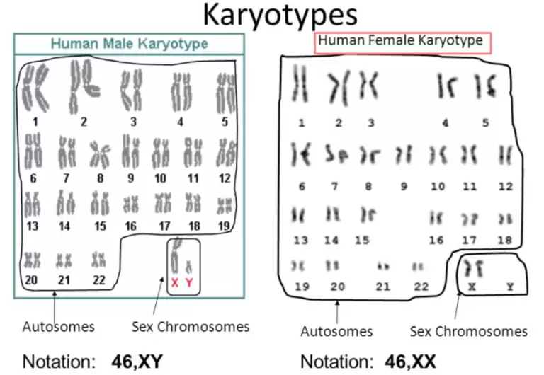Tổng Quan Về Xét Nghiệm Karyotype