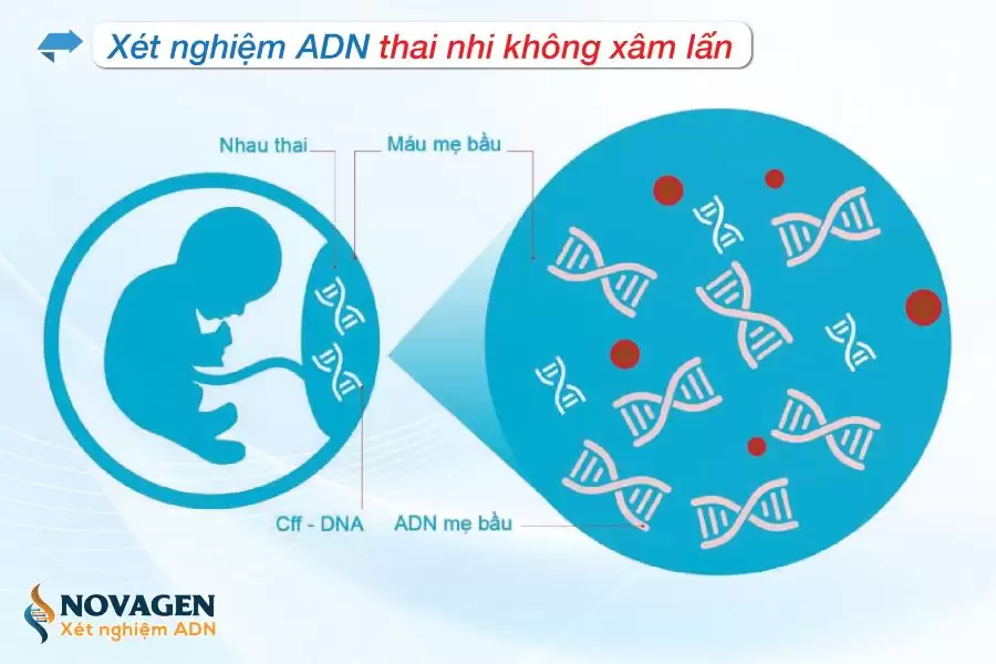 Xét nghiệm ADN bằng mẫu gì