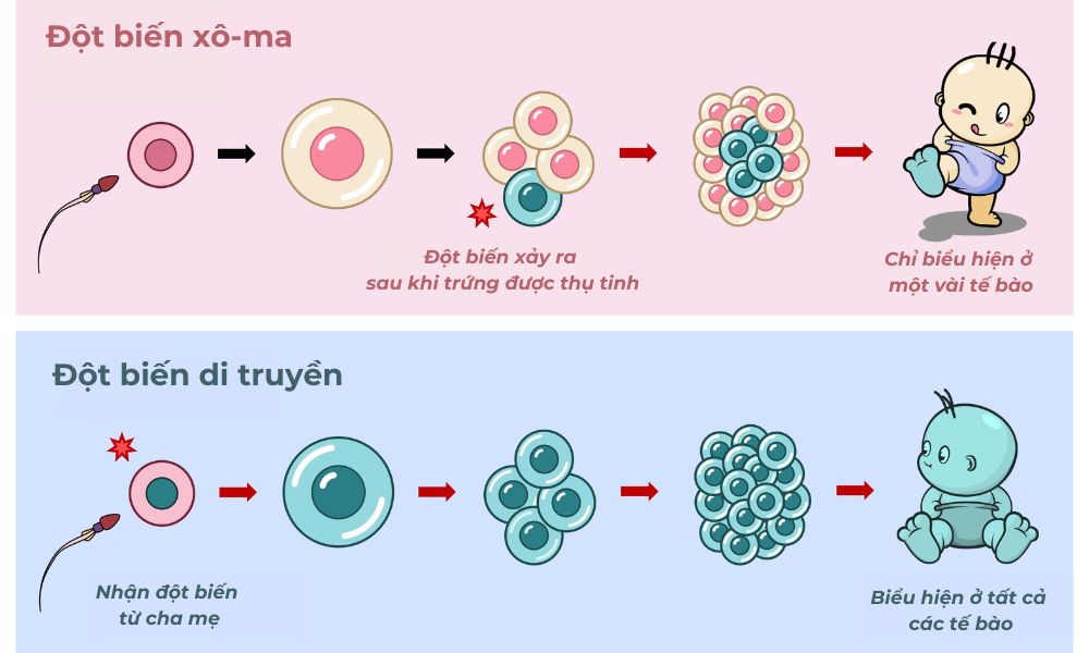 Các yếu tố di truyền đặc biệt ảnh hưởng đến kết quả ADN