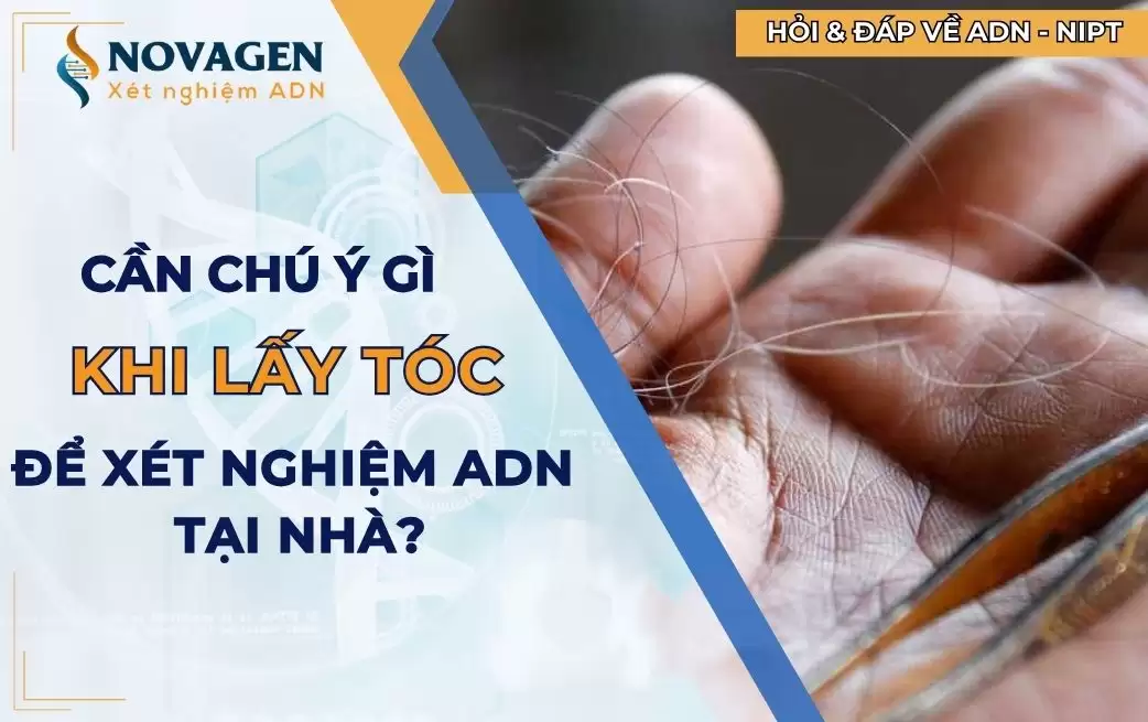 lấy mẫu tóc để xét nghiệm ADN tại nhà