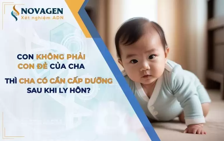 Con Không Phải Con Đẻ Của Cha, Có Cần Cấp Dưỡng Sau Khi Ly Hôn