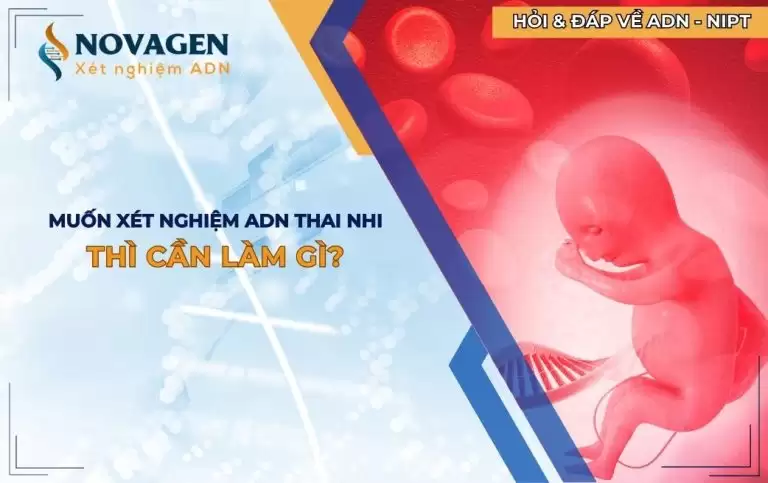 Muốn xét nghiệm ADN thai nhi thì cần làm gì?