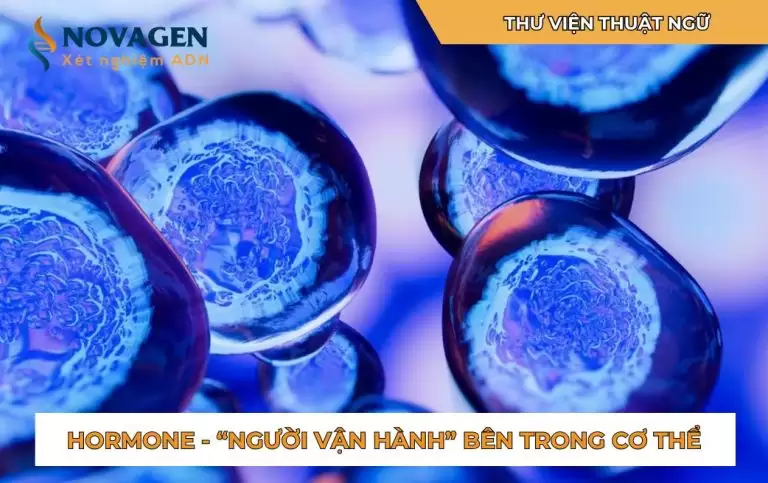 Hormone là gì? Vai trò của hormone trong cơ thể