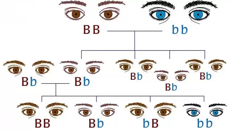 Quy luật di truyền của gen trội - gen lặn