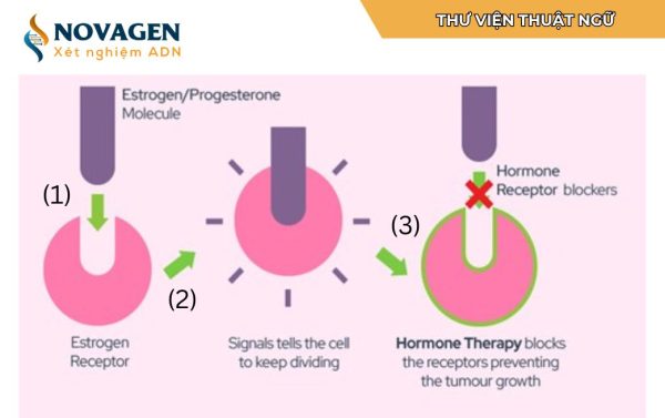 CẮT TINH HOÀN TRONG UNG THƯ TIỀN LIỆT TUYẾN LÀ BIỆN PHÁP NỘI TIẾT GIÚP GIẢM NHANH TESTOSTERONE ỨC CHẾ TẾ BÀO UNG THƯ PHÁT TRIỂN