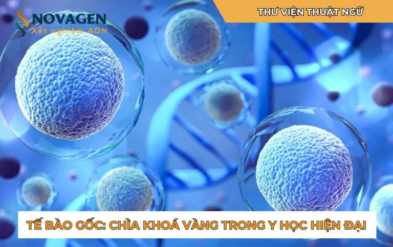 Tế bào gốc (Stem cells) là gì?